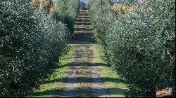 The Nobil Donna vineyards and resort, Montepulciano - Tuscany