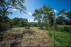 Ocean/Mangrove Front 0.5 Acre Lot