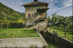 HISTORICAL VINEYARD IN SOUTH TYROL