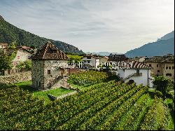 HISTORICAL VINEYARD IN SOUTH TYROL