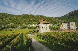 HISTORICAL VINEYARD IN SOUTH TYROL