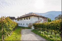 HISTORICAL VINEYARD IN SOUTH TYROL