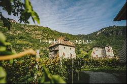 HISTORICAL VINEYARD IN SOUTH TYROL