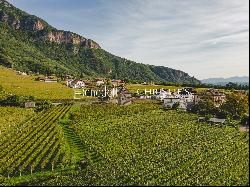 HISTORICAL VINEYARD IN SOUTH TYROL