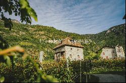 HISTORICAL VINEYARD IN SOUTH TYROL