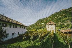 HISTORICAL VINEYARD IN SOUTH TYROL