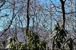 MISTY MOUNTAIN - BLOWING ROCK