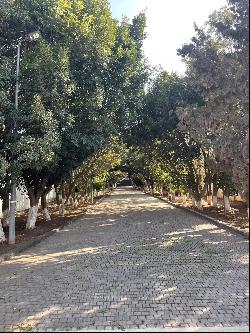 Sale - Farm Casablanca