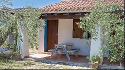 Estate with olive grove and country house in class A1, Galtelli, Nuoro