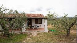 Estate with olive grove and country house in class A1, Galtellì, Nuoro