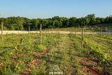 Istria Estate with small vineyard 