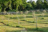 Istria Estate with small vineyard 
